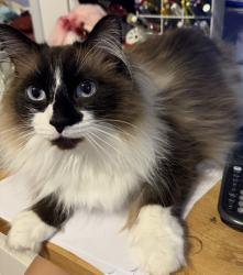 Lost Male Cat last seen Smith road & Colby chase drive Apex NC Merion station 27539, Apex, NC 27539