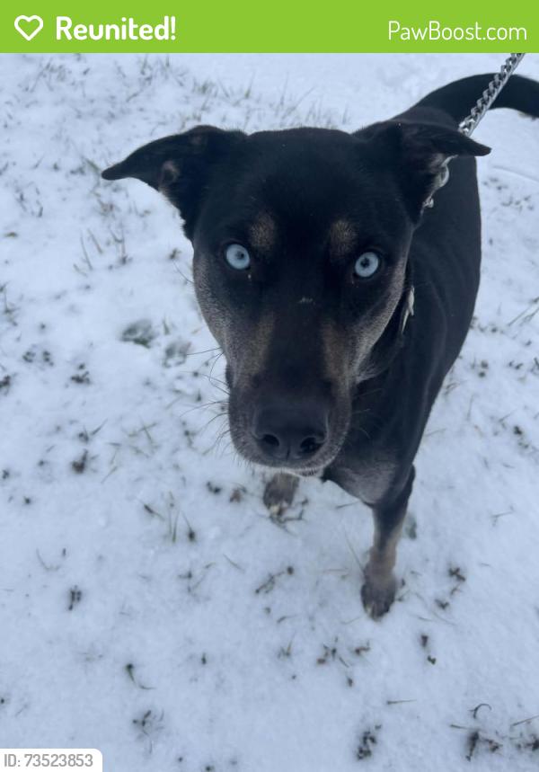 Reunited Female Dog last seen E Archwood ave, Akron, OH 44301