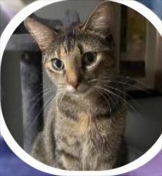Lost Female Cat last seen Broadway & Jackson, North Chicago, IL 60064