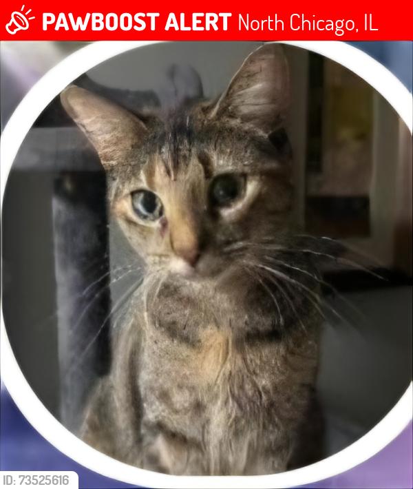 Lost Female Cat last seen Broadway & Jackson, North Chicago, IL 60064
