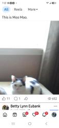 Lost Female Cat last seen Gardiana, Killeen, TX 76543