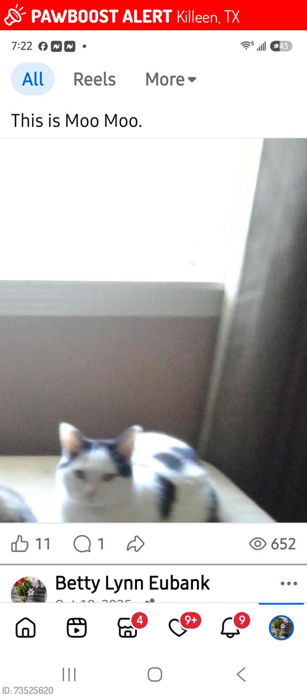 Lost Female Cat last seen Gardiana, Killeen, TX 76543