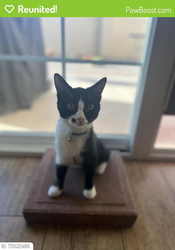 Reunited Female Cat last seen Jensen st and Inglewood St, Mesa, AZ 85207