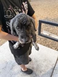 Reunited Male Dog last seen Washburn & Losee Rd, North Las Vegas, NV 89081
