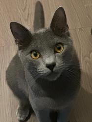 Reunited Male Cat last seen 175th Ave and Saguaro Lane, Surprise, AZ 85388