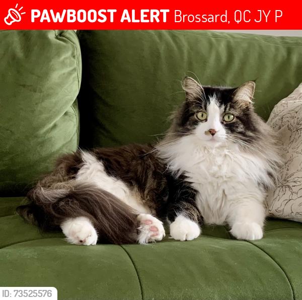 Lost Male Cat last seen De Liège townhouses along train tracks/Rome Boulevard/L-O-M-N sections Brossard, Brossard, QC J4Y 0P5
