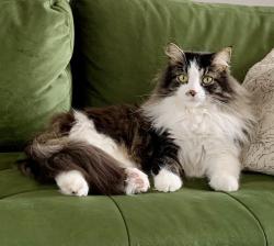 Lost Male Cat last seen De Liège townhouses along train tracks/Rome Boulevard/L-O-M-N sections Brossard, Brossard, QC J4Y 0P5