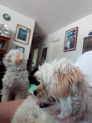 Lost Female Dog last seen Elm street and Thermal, San Diego, CA 92154