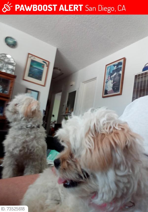 Lost Female Dog last seen Elm street and Thermal, San Diego, CA 92154