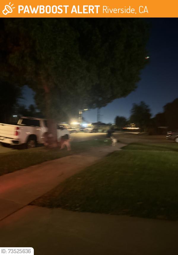 Found/Stray Unknown Dog last seen Walking on goodman st towards monticello ave, Riverside, CA 92503