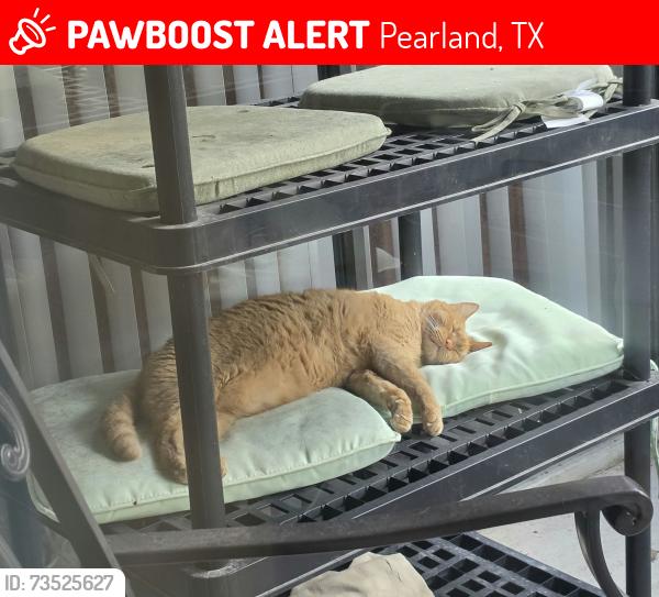 Lost Male Cat last seen Oak brook neighborhood, Pearland, TX 77581
