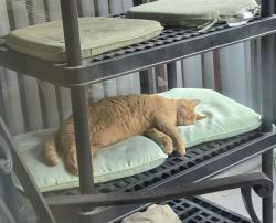 Lost Male Cat last seen Oak brook neighborhood, Pearland, TX 77581