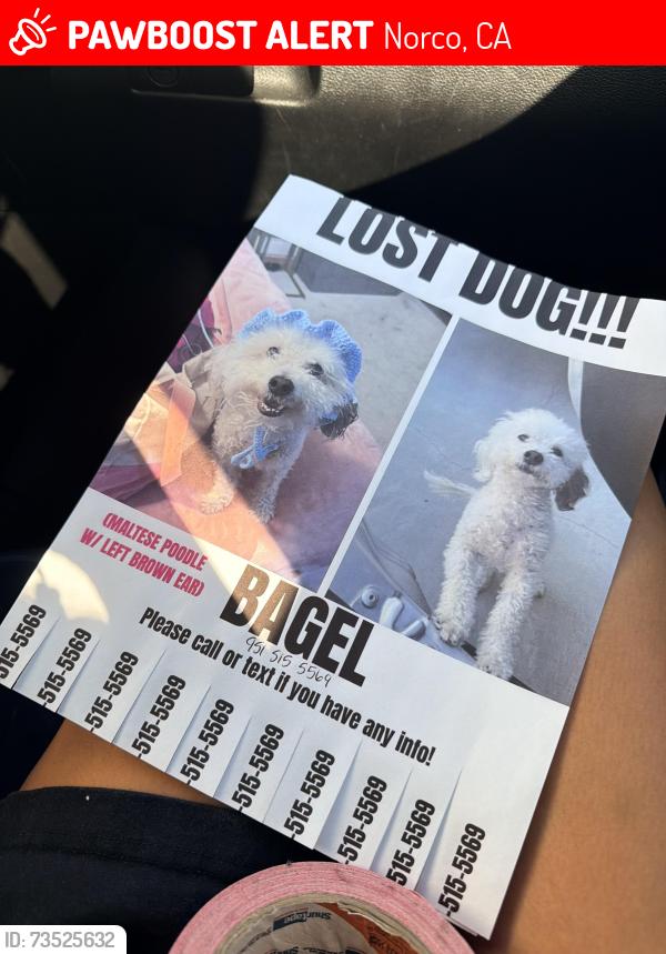 Lost Male Dog last seen western ave, Norco, CA 92860