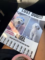 Lost Male Dog last seen western ave, Norco, CA 92860