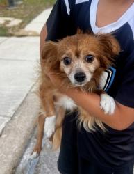 Found/Stray Male Dog last seen TPC/Evans, San Antonio, TX 78266