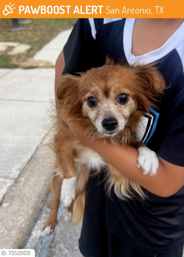 Found/Stray Male Dog last seen TPC/Evans, San Antonio, TX 78266