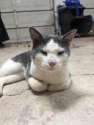 Found/Stray Male Cat last seen In Travelers Rest by highway 25, Greenville County, SC 29690