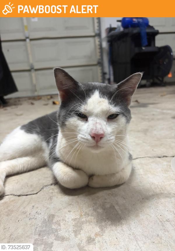 Found/Stray Male Cat last seen In Travelers Rest by highway 25, Greenville County, SC 29690