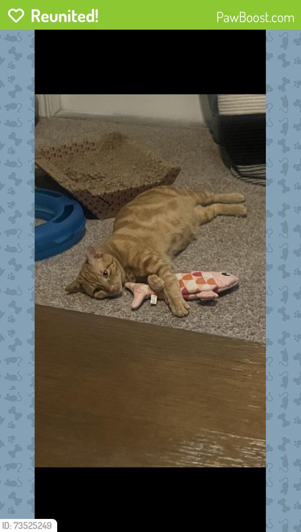 Reunited Male Cat last seen Hausman and Huntsman Rd, San Antonio, TX 78249