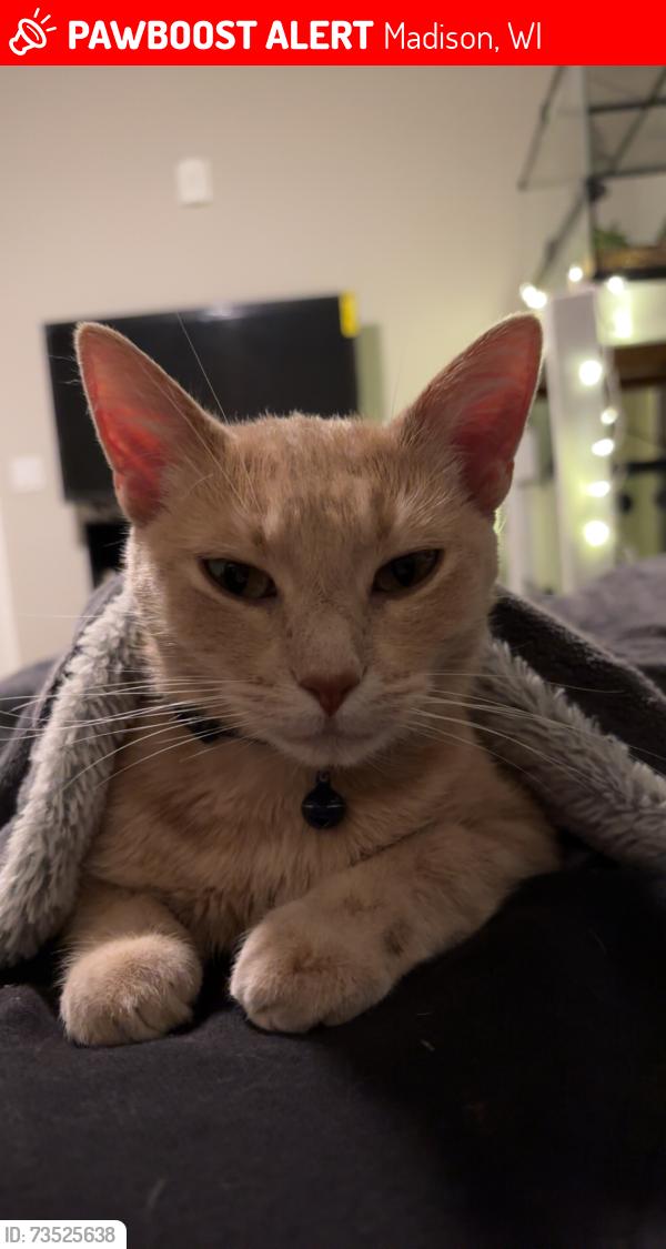 Lost Female Cat last seen Congress ave, Madison, WI 53718