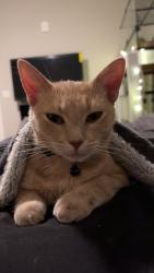 Lost Female Cat last seen Congress ave, Madison, WI 53718