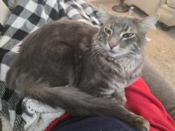 Lost Female Cat last seen Gunnison and Sable, Aurora, CO 80012