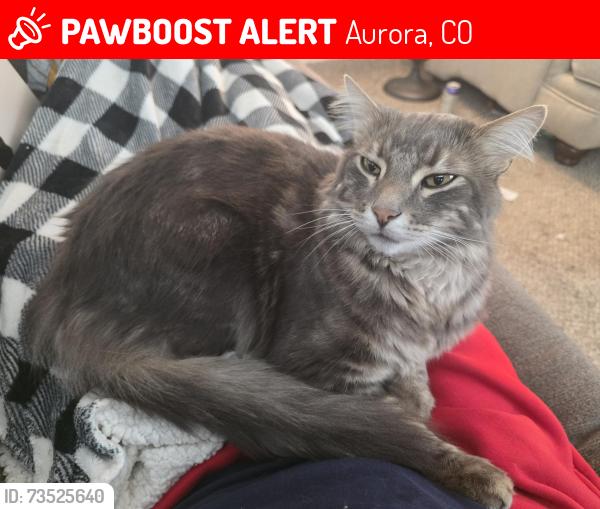 Lost Female Cat last seen Gunnison and Sable, Aurora, CO 80012