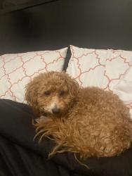 Lost Male Dog last seen Bk pet spa, Brooklyn, NY 11226