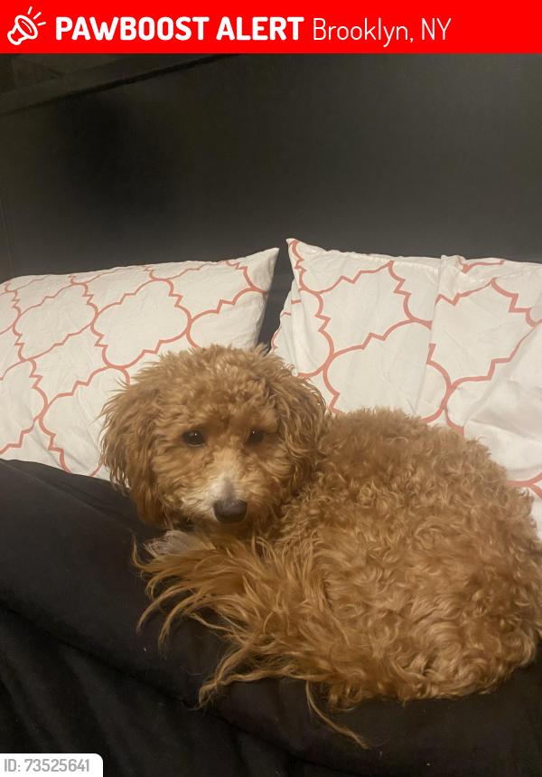 Lost Male Dog last seen Bk pet spa, Brooklyn, NY 11226