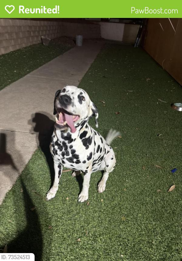 Reunited Male Dog last seen North Ave and Cindy Jo Ln, Escondido, CA 92026