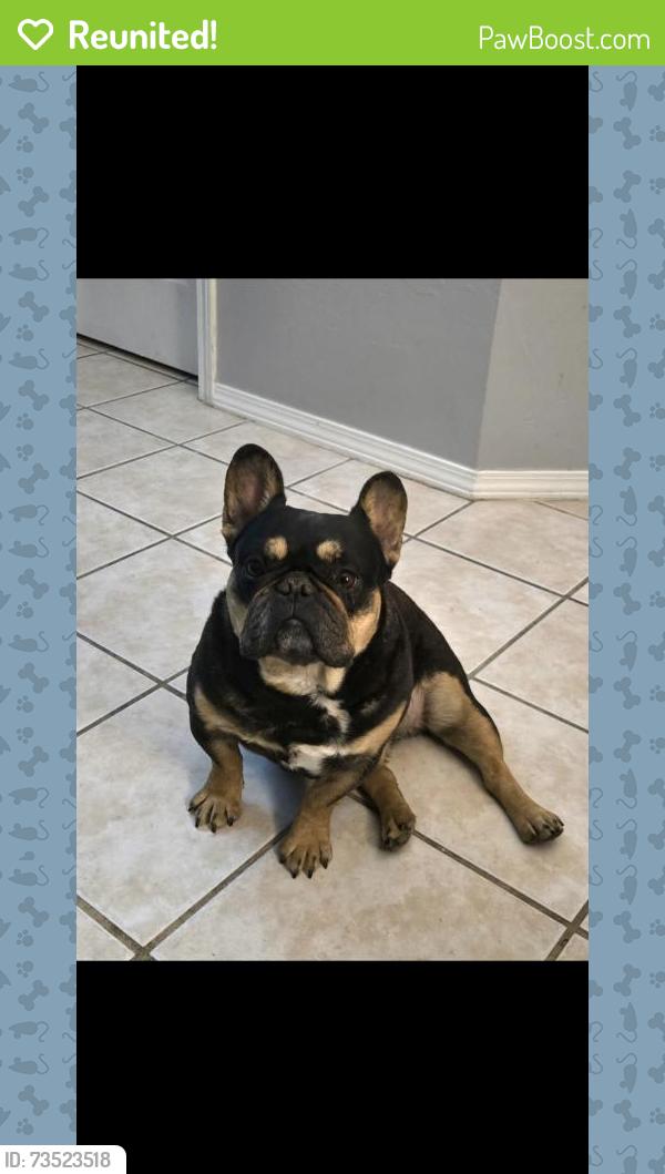 Reunited Female Dog last seen Near NW 9th St, Moore, OK 73170, USA, Moore, OK 73170