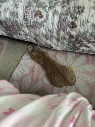 Lost Male Cat last seen Near N Kilbourn ave, Chicago, IL 60639