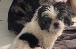Lost Female Dog last seen Brazo fuerte bakery, Miami, FL 33145