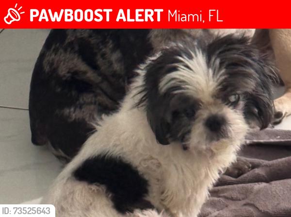 Lost Female Dog last seen Brazo fuerte bakery, Miami, FL 33145
