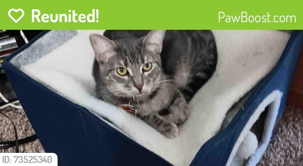 Reunited Female Cat last seen Triangle Park apmts 5011 S Alston Ave Durham, NC 27713, Durham, NC 27713