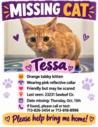 Lost Female Cat last seen Westwood Gymnastics, Katy, TX 77494
