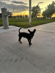 Found/Stray Male Dog last seen Speicher Memorial Park by San G, San Bernardino, CA 92404