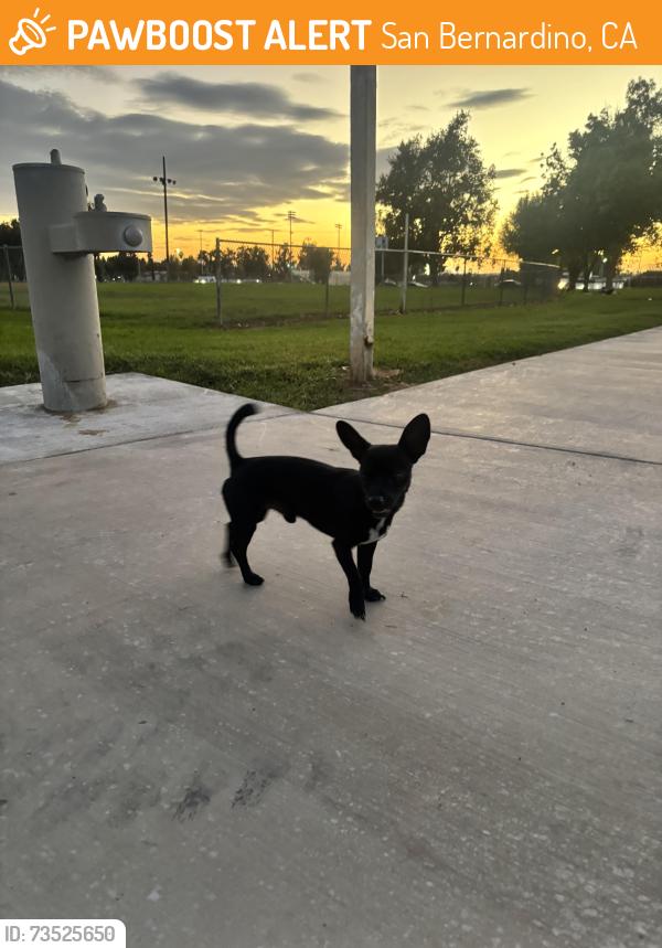 Found/Stray Male Dog last seen Speicher Memorial Park by San G, San Bernardino, CA 92404