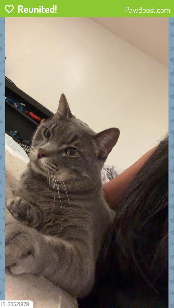 Reunited Male Cat last seen Ferguson, Dallas, TX 75228