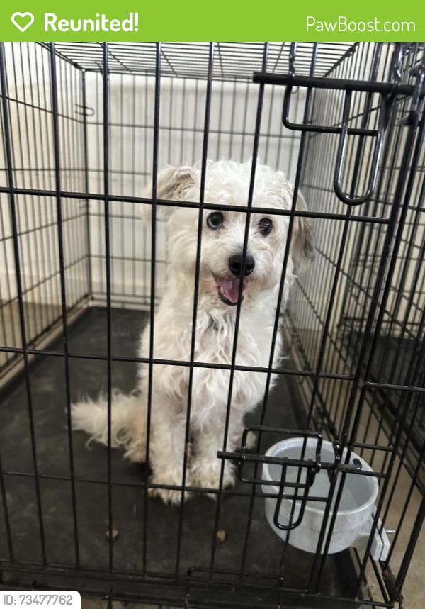 Reunited Male Dog last seen State Park Rd, Greenville, SC, USA, Greenville, SC 29609
