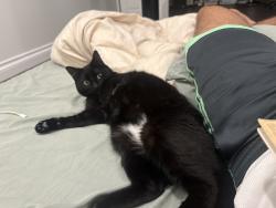 Reunited Female Cat last seen Near the retired electric plant, Hermosa Beach, CA 90254