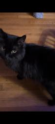 Reunited Male Cat last seen Harvey/ Chevy Chase Dr, Glendale, CA 91206