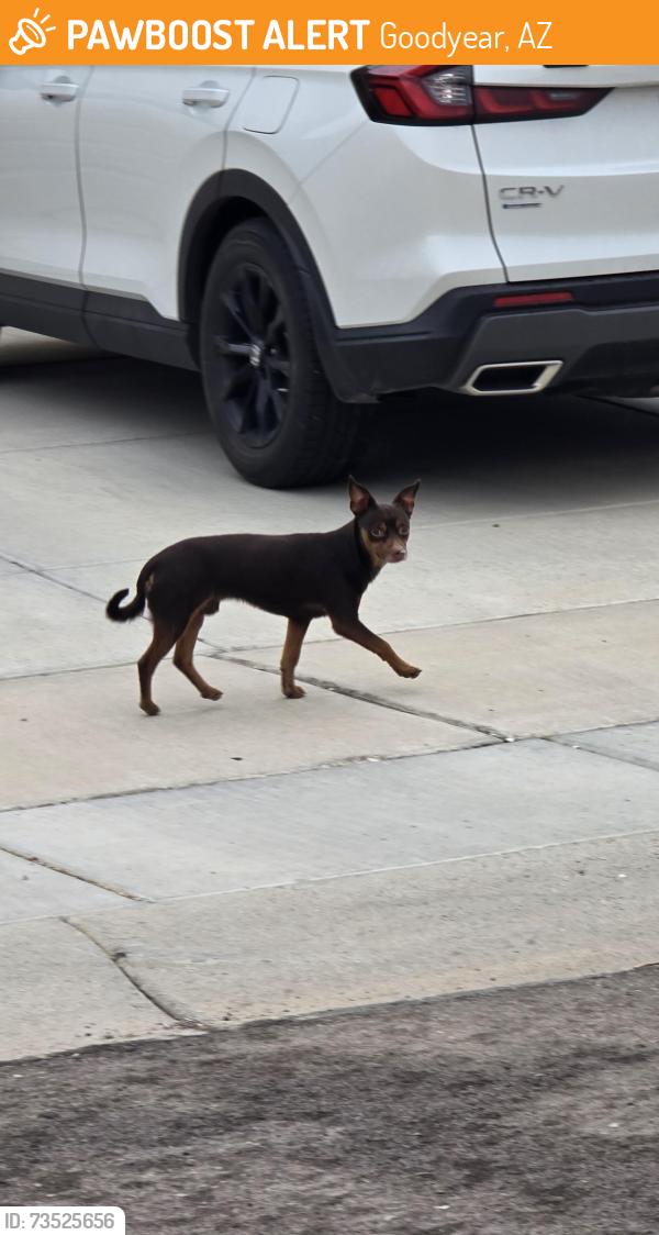 Found/Stray Male Dog last seen Hammond and Canyon Trails, Goodyear, AZ 85338