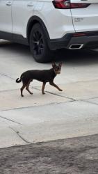 Found/Stray Male Dog last seen Hammond and Canyon Trails, Goodyear, AZ 85338