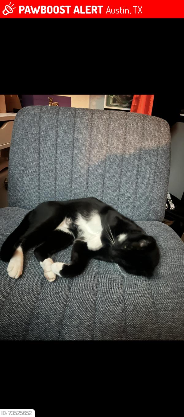 Lost Male Cat last seen Oconnor and Avery Ranch, Austin, TX 78717