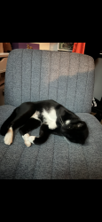Lost Male Cat last seen Oconnor and Avery Ranch, Austin, TX 78717