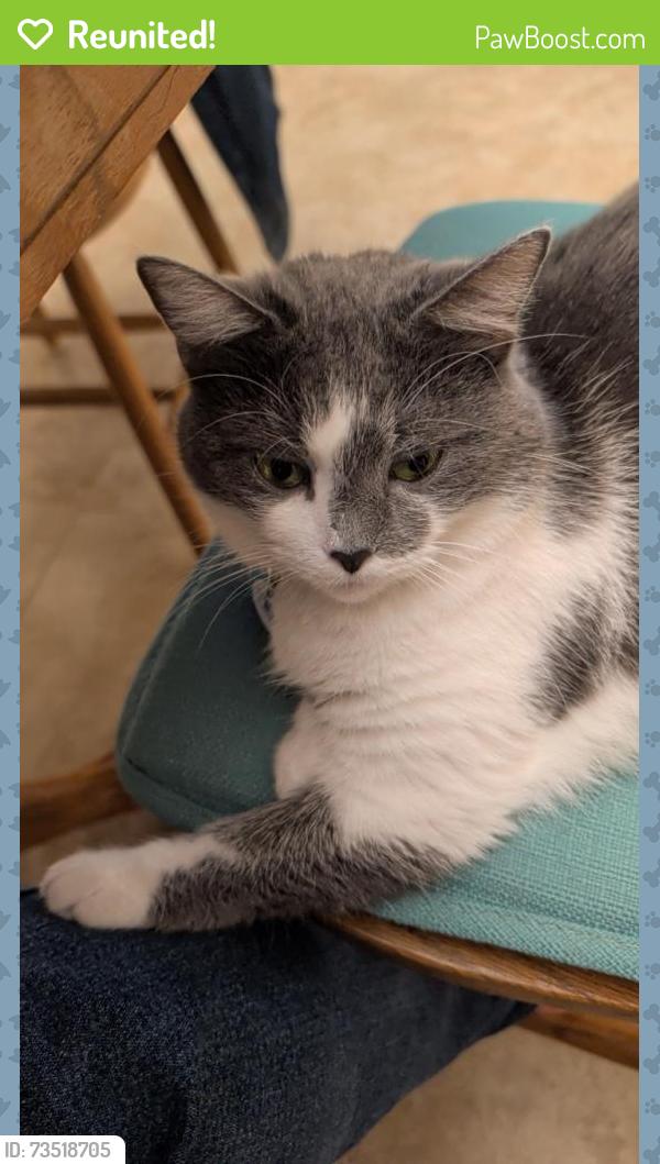Reunited Female Cat last seen Sandcastle drive and A1A, Ormond Beach, FL 32176