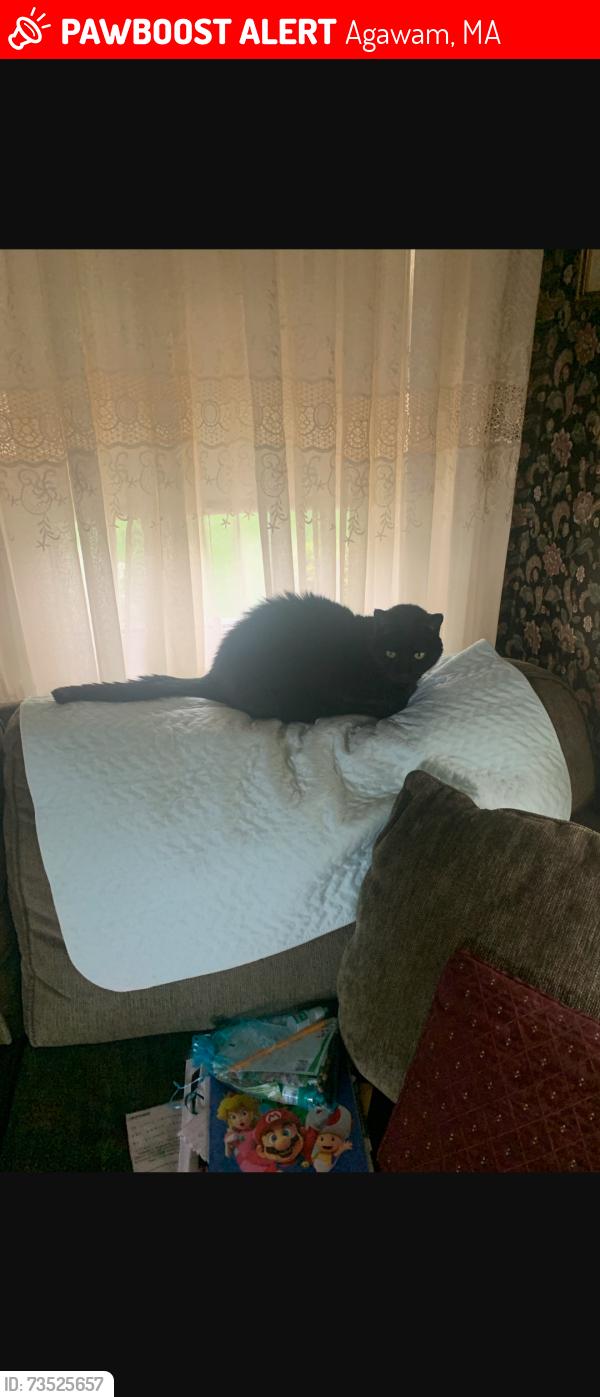 Lost Male Cat last seen Main and Reed Streets, Agawam, MA 01001