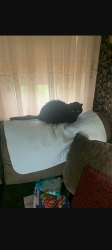 Lost Male Cat last seen Main and Reed Streets, Agawam, MA 01001
