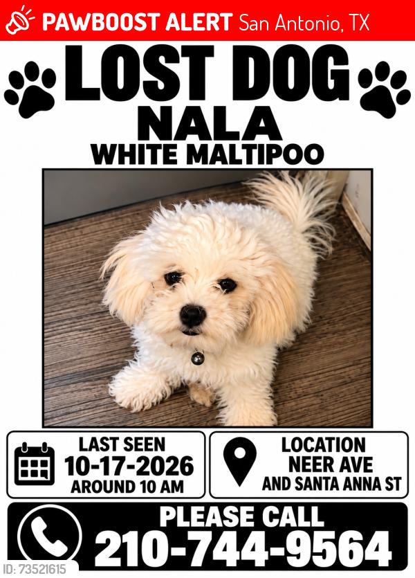 Lost Female Dog last seen Hildebrand and west ave Fresno Santa Anna st zip78201, San Antonio, TX 78201